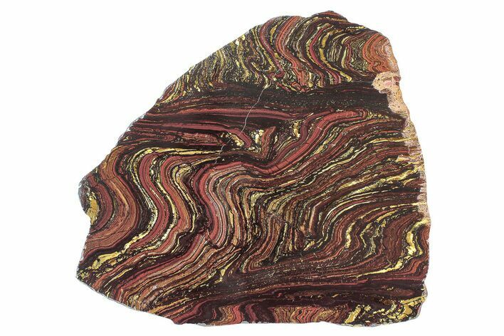 Polished Tiger Iron Stromatolite Slab - Billion Years #239643